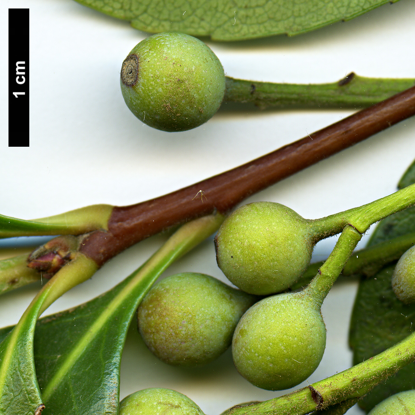 High resolution image: Family: Rosaceae - Genus: Rhaphiolepis - Taxon: ×delacourii (R.indica × R.umbellata)